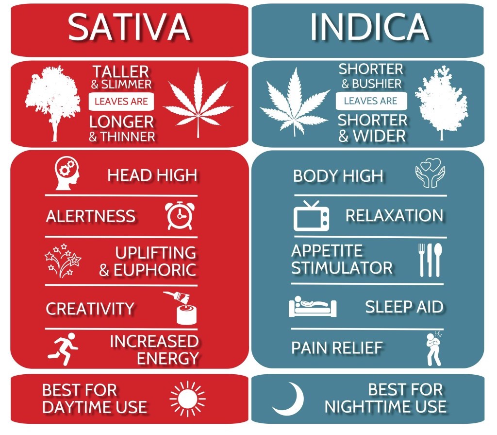 cannabis indica buds