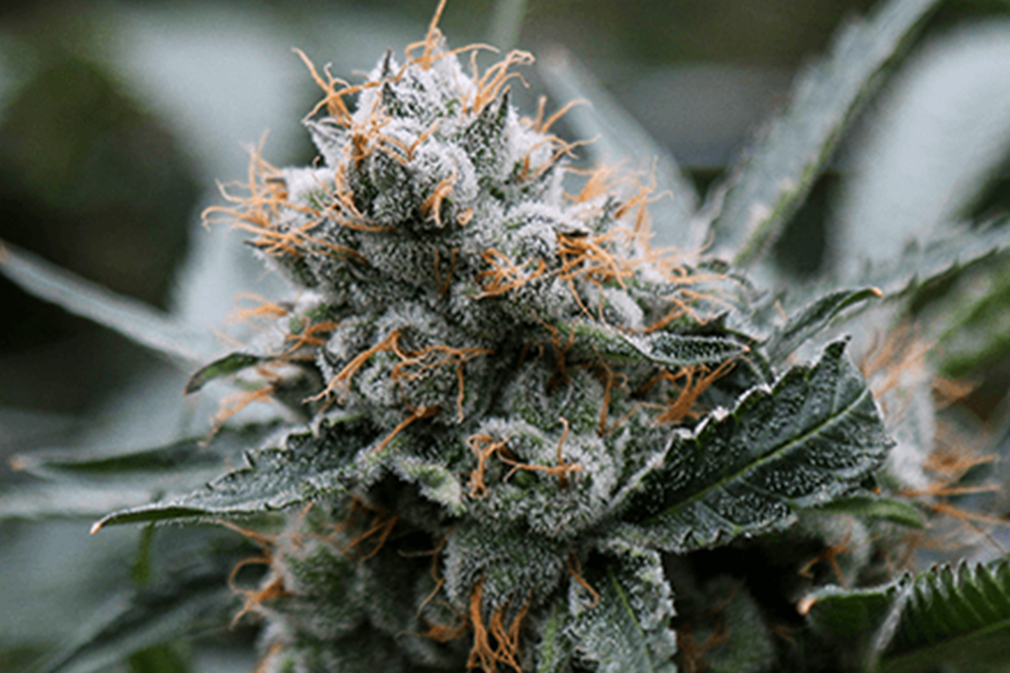 Cresco Labs Closes Origin House Acquisition, Creating a U.S. Pot ...